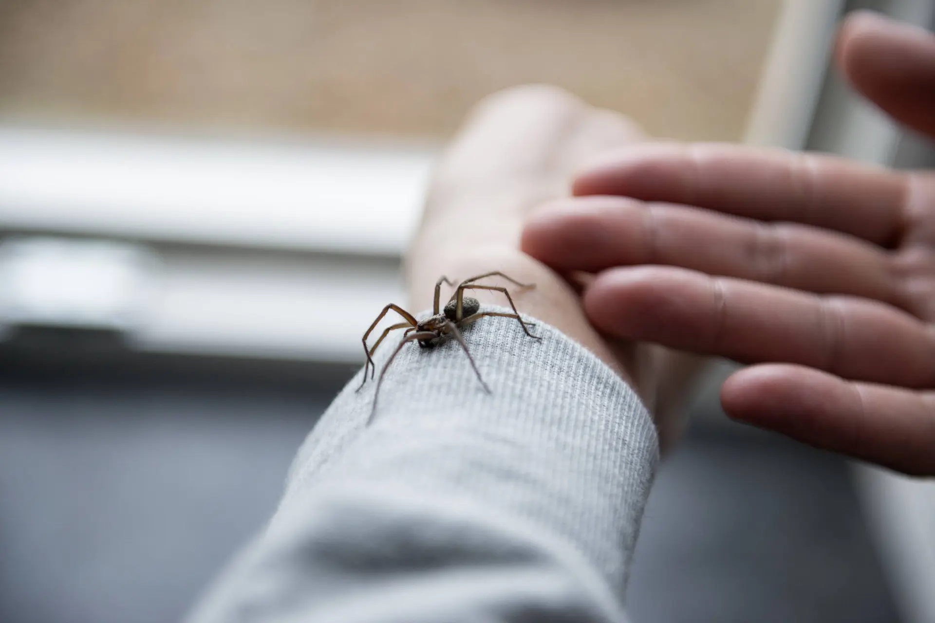Spinnen in huis? Zo jaag je ze weg in een handomdraai