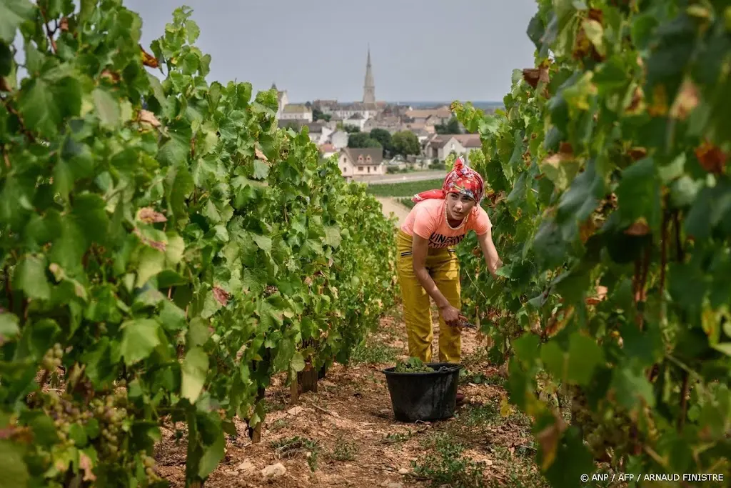 Wijnproductie in Frankrijk lijdt onder hitte en droogte