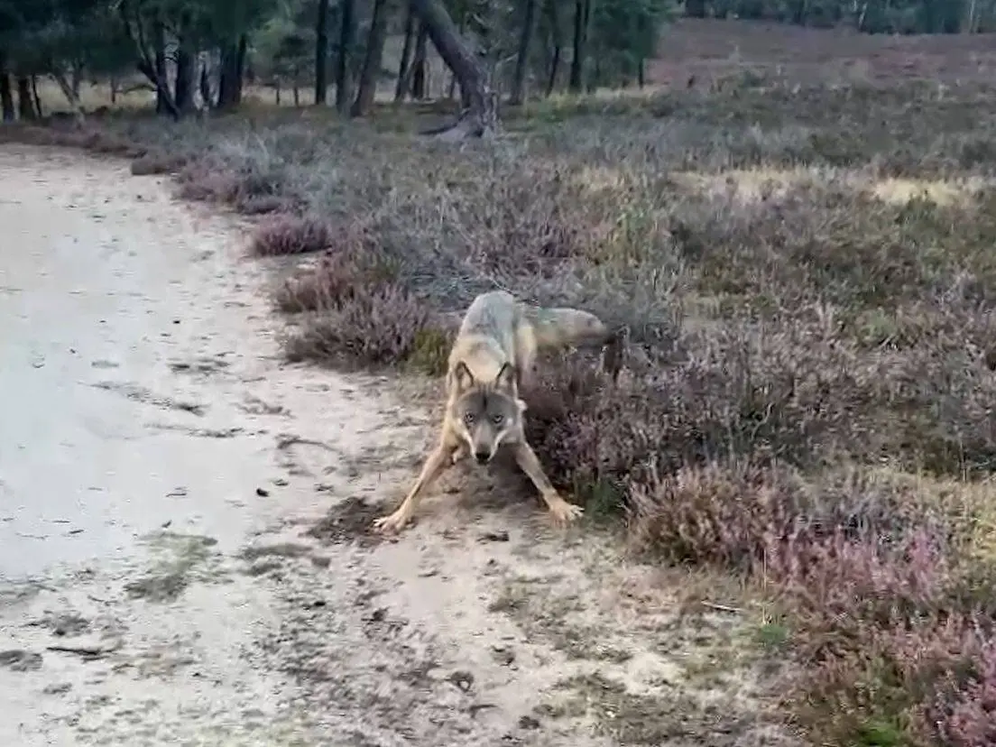 Kevin en zijn hond staan oog in oog met 'speelse' wolf: “Je moet laten zien dat je gevaarlijk bent”