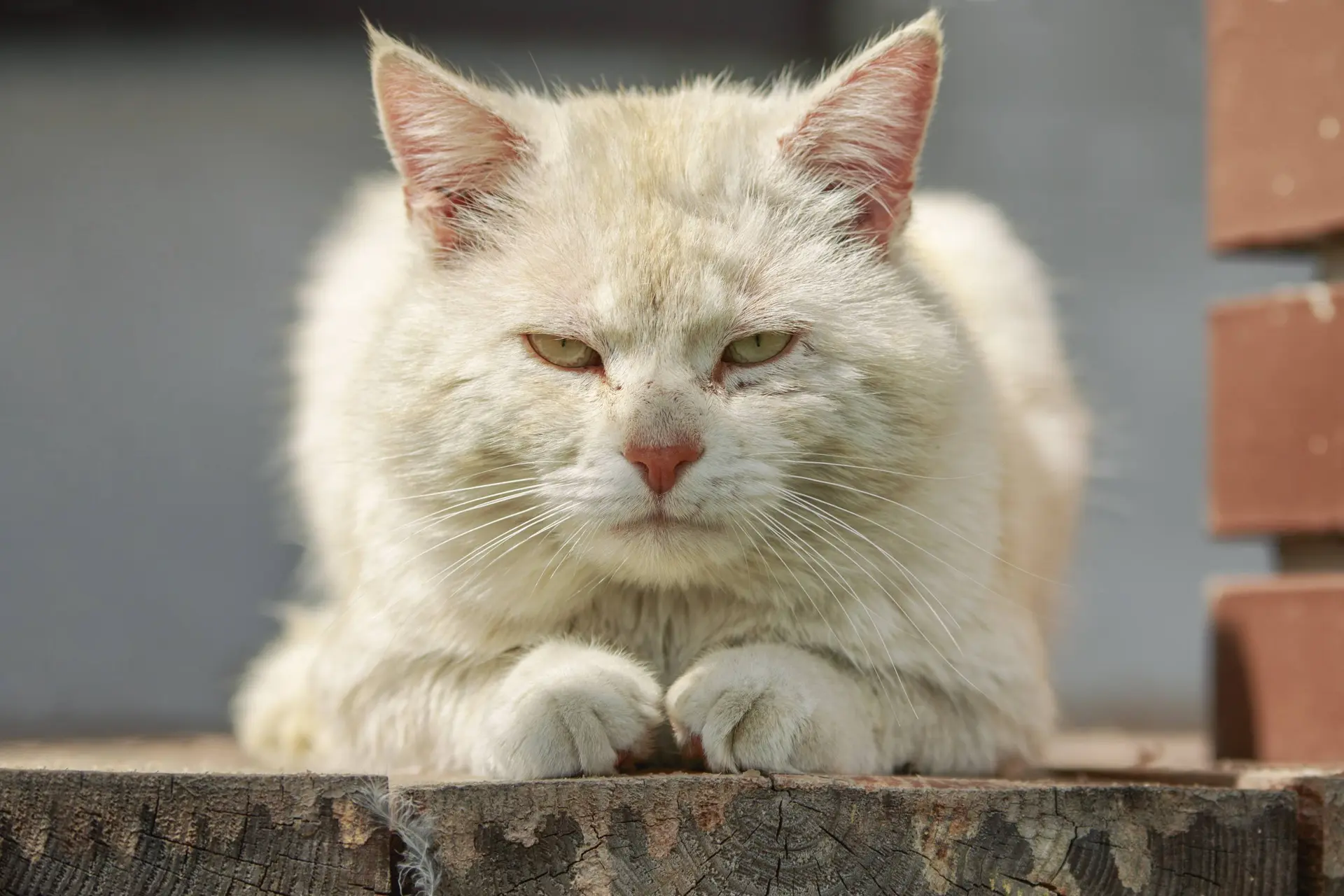 Katten kunnen ook dement worden: let op deze 8 signalen