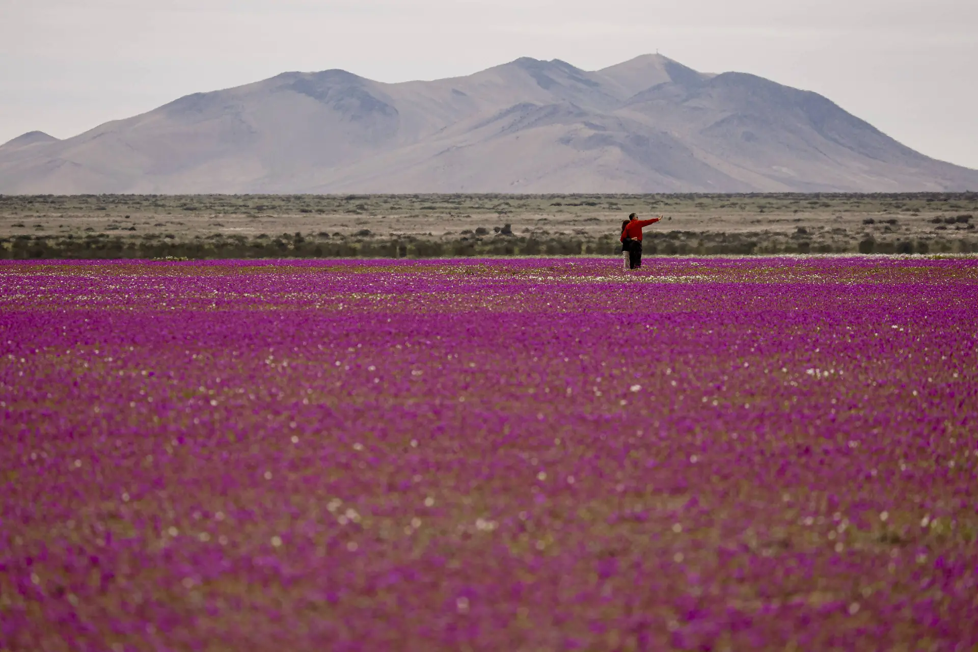 Prachtige beelden: de droogste woestijn ter wereld staat in bloei
