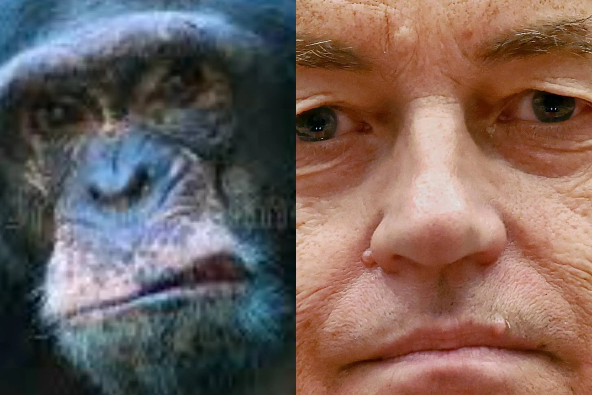 Jane Goodall, boze apen, Geert Wilders, De Toqueville en vreemdelingen