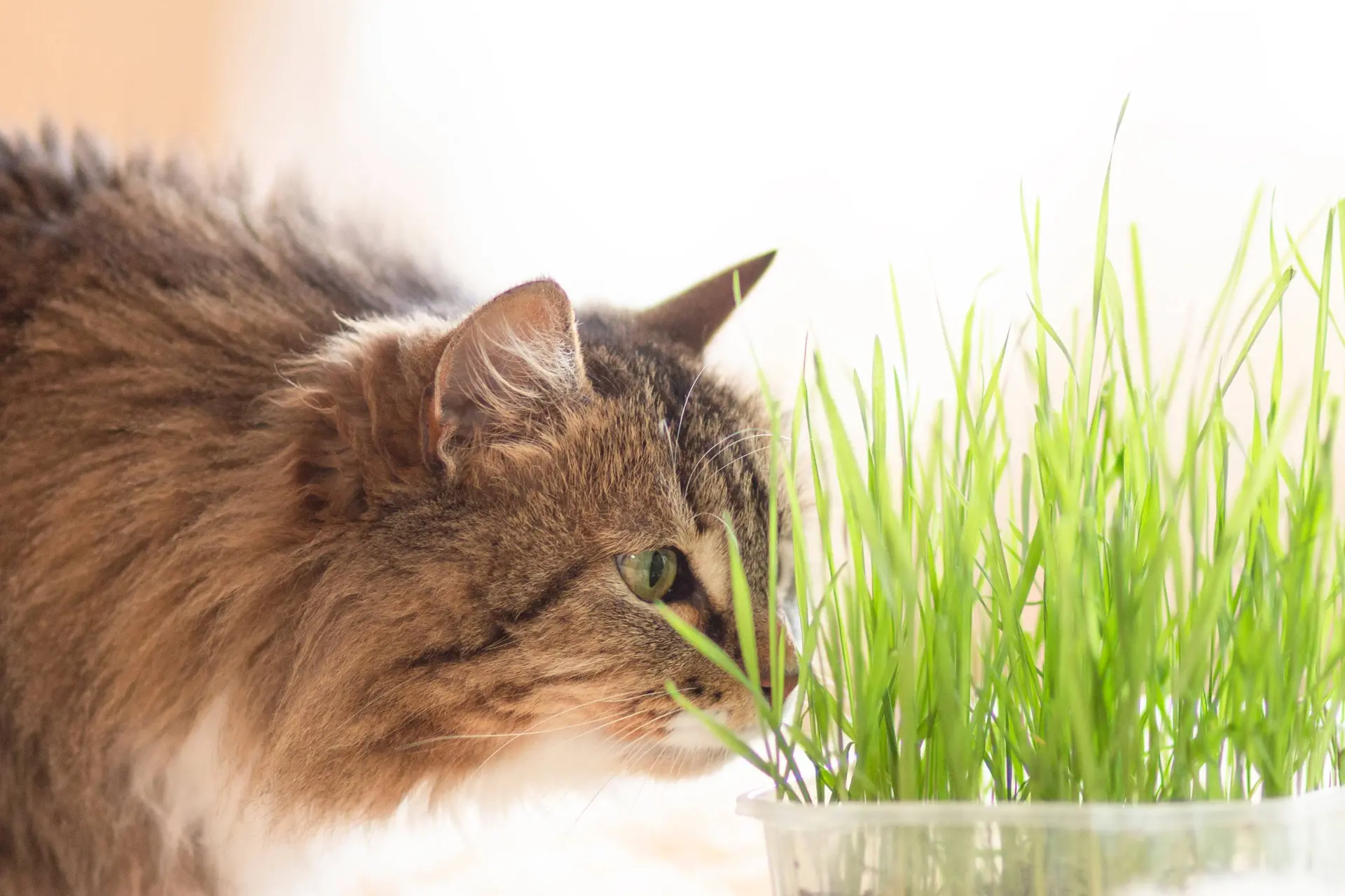 Waarom eten katten gras?
