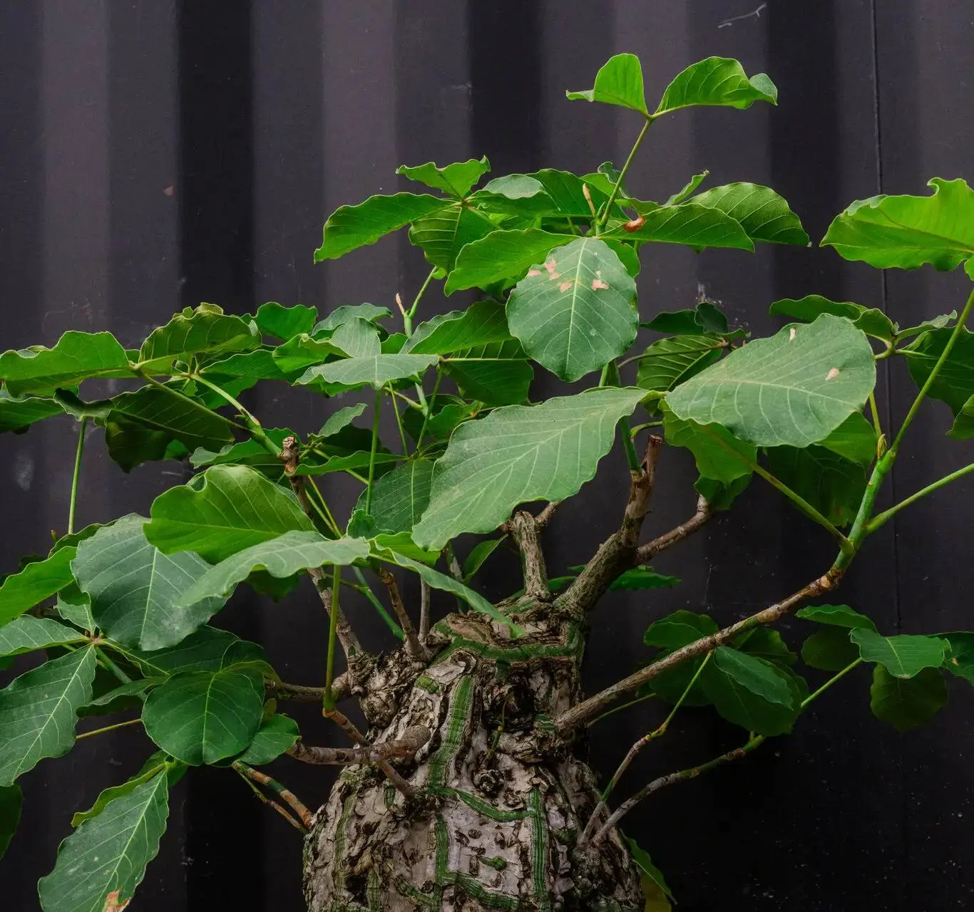 19re-garden-houseplants-04-bmhv-superJumbo