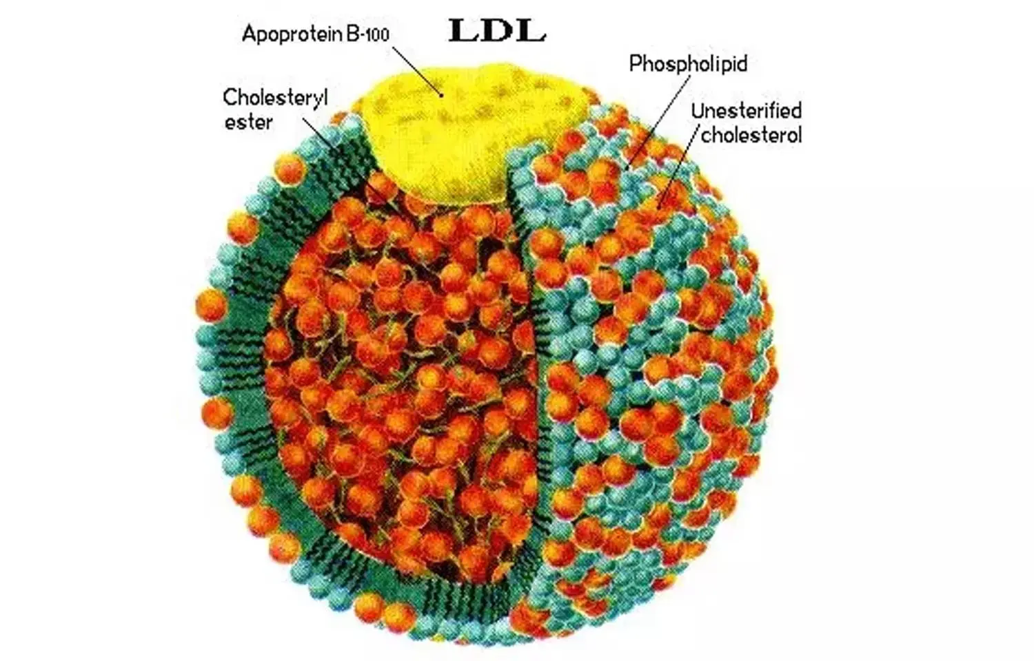 750x450_150397-apolipoprotein