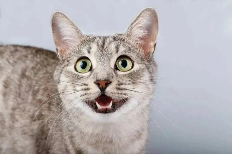Waarom katten harder miauwen naar mannen dan naar vrouwen
