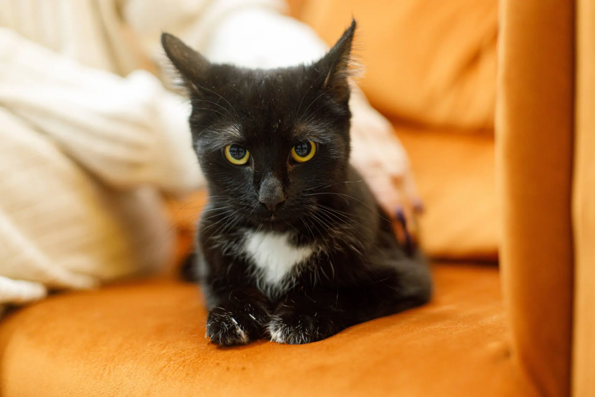 10 dingen die je kat echt vervelend vindt