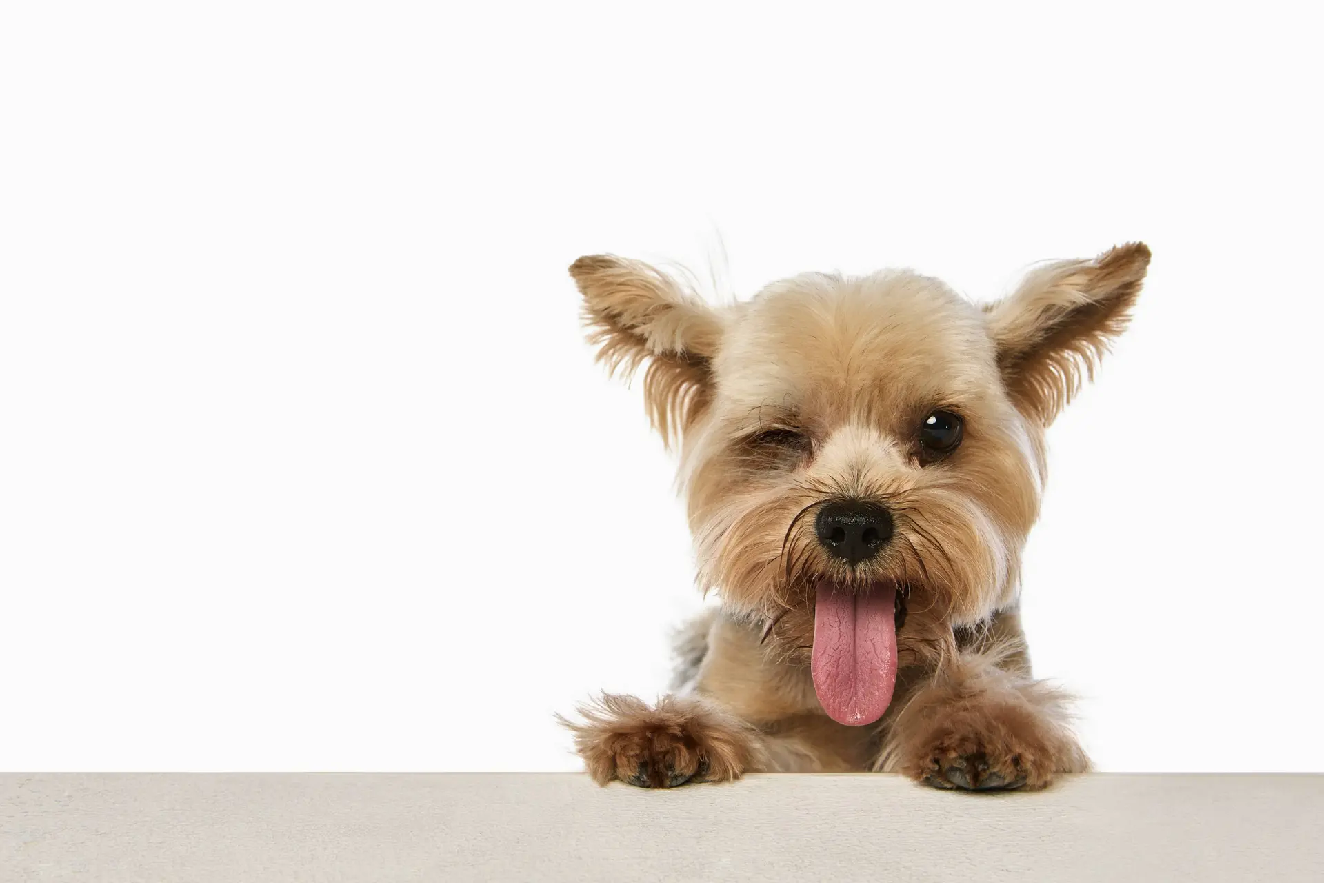 Wat kost een hond?