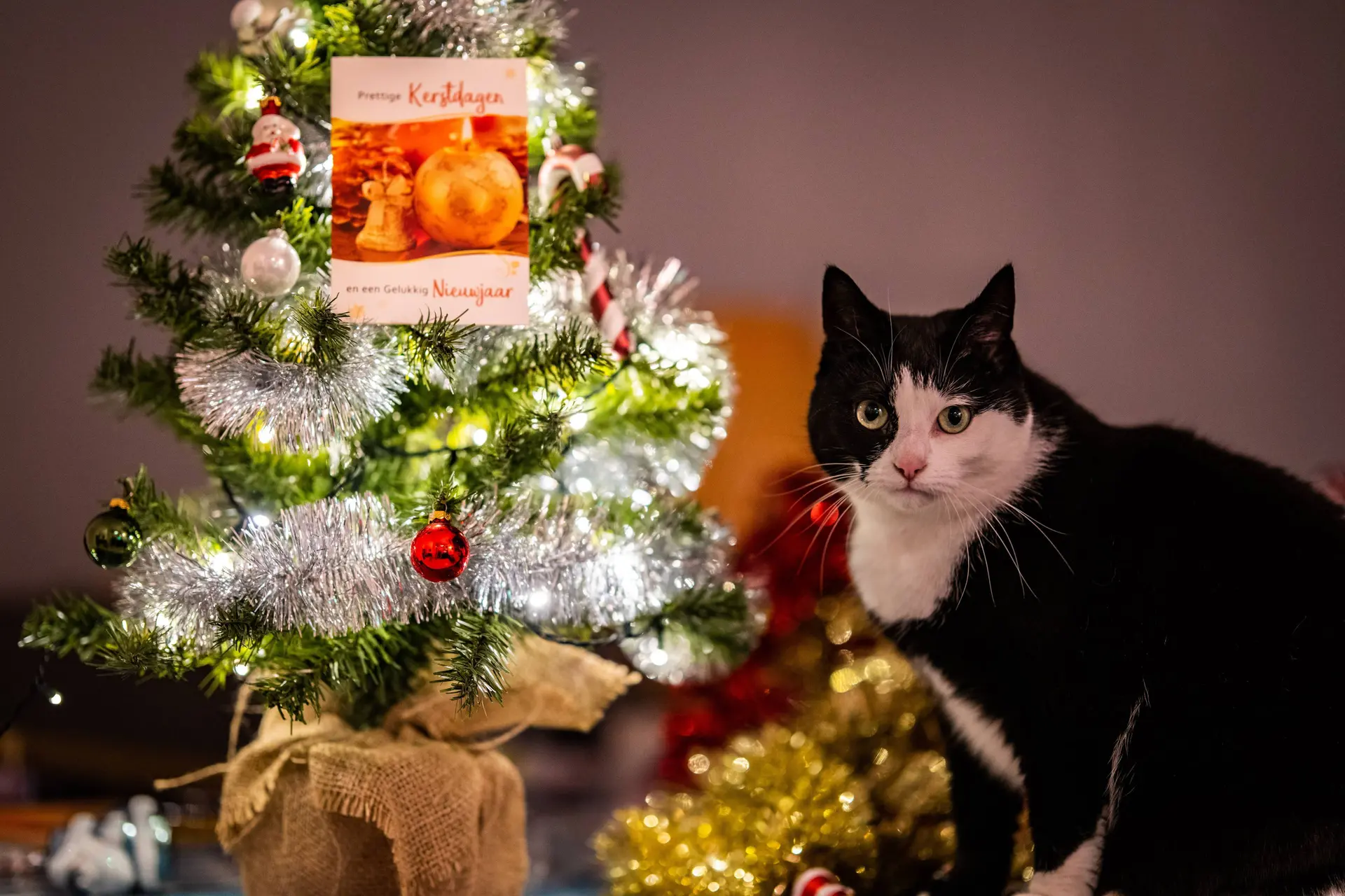 Kerstboomnaalden zijn gevaarlijk voor honden en katten. Hoe herken je een vergiftiging?
