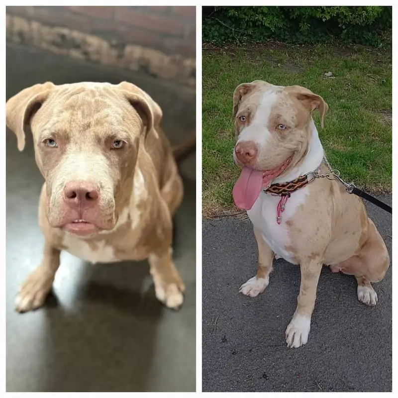 Sylvia houdt nog steeds zielsveel van de twee honden die haar stiefvader verscheurden