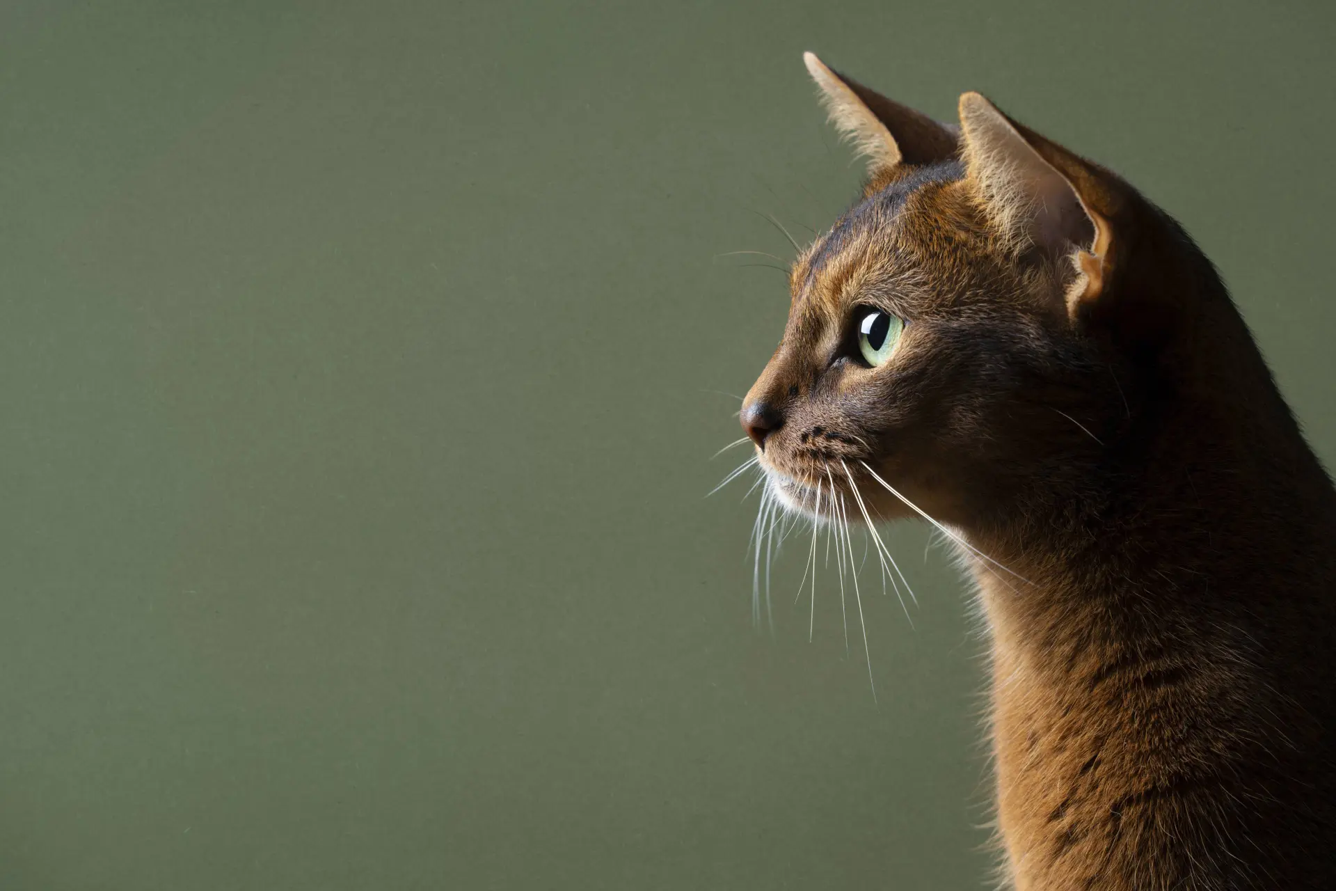 Helaas: je kat houdt niet echt van je, je hond wel