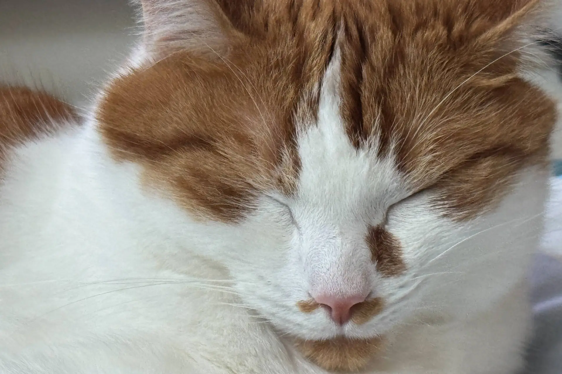 Zolang duurt het voordat je kat je vergeet