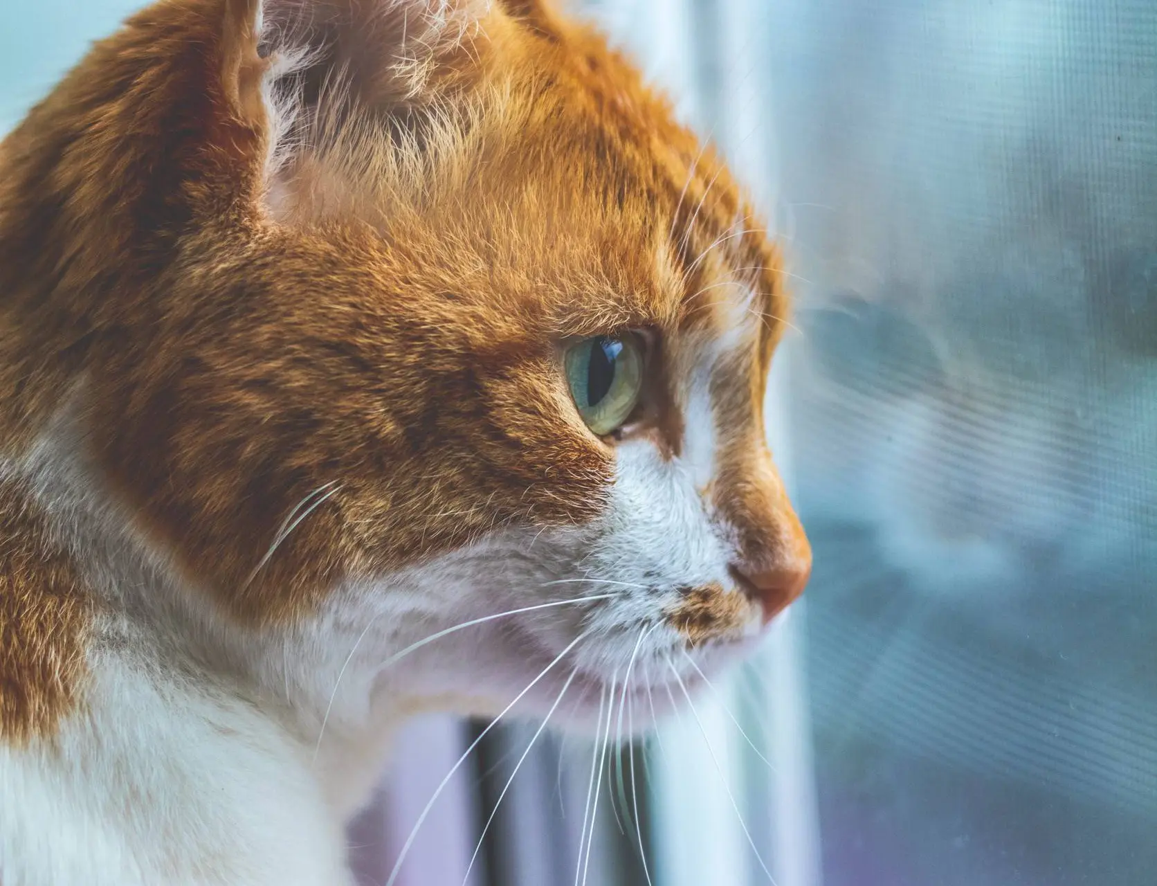 Onderzoekers hebben de eenvoudigste manier gevonden om je kat langer te laten leven