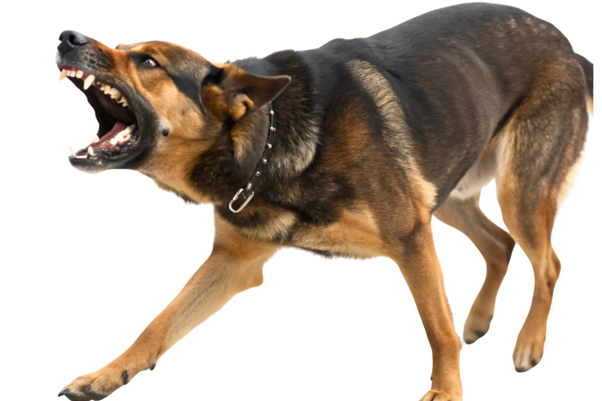 Enge honden: wat je wél kunt doen als de paniek toeslaat