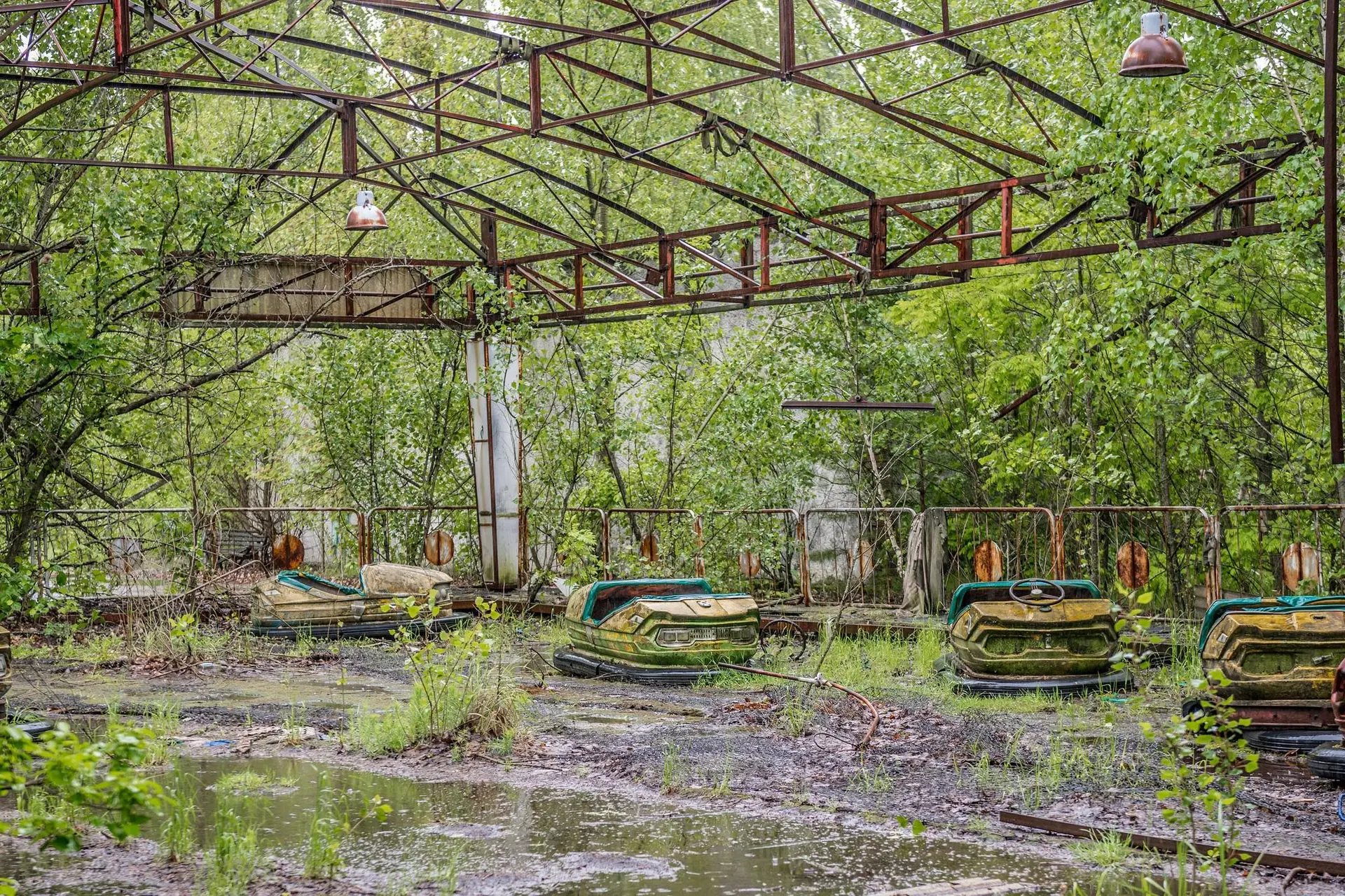 Het mirakel van Tsjernobyl: de natuur floreert