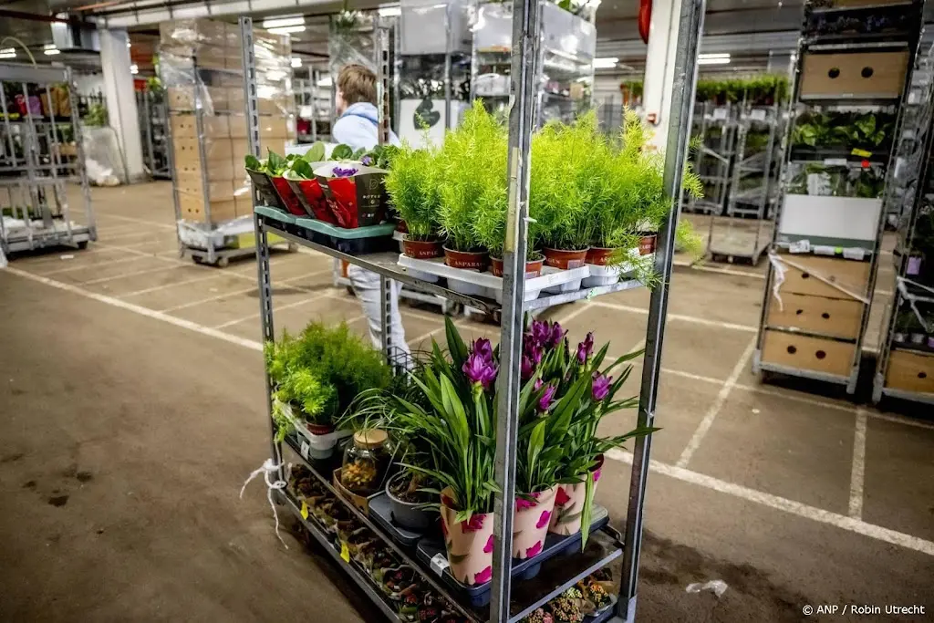 Bloemenhandelaar en medewerkers verdacht van witwassen miljoenen