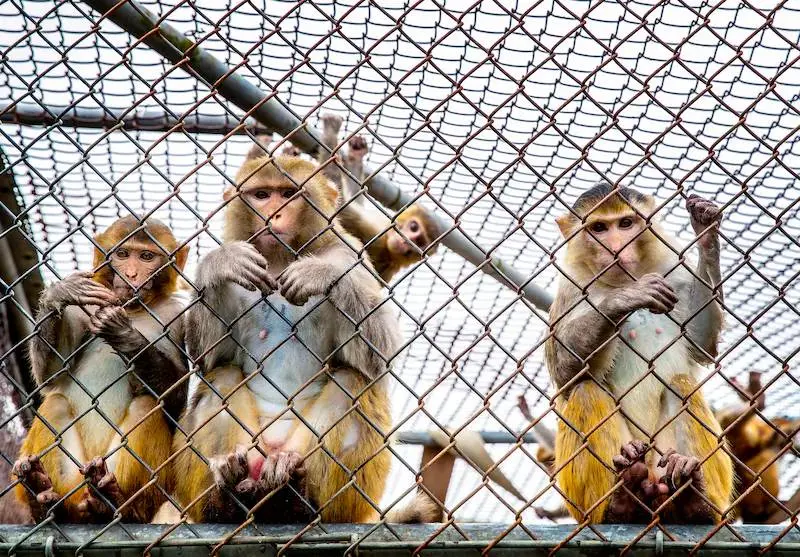 apen-in-het-biomedical-primate-research-centre-bprc-in-rijswijk