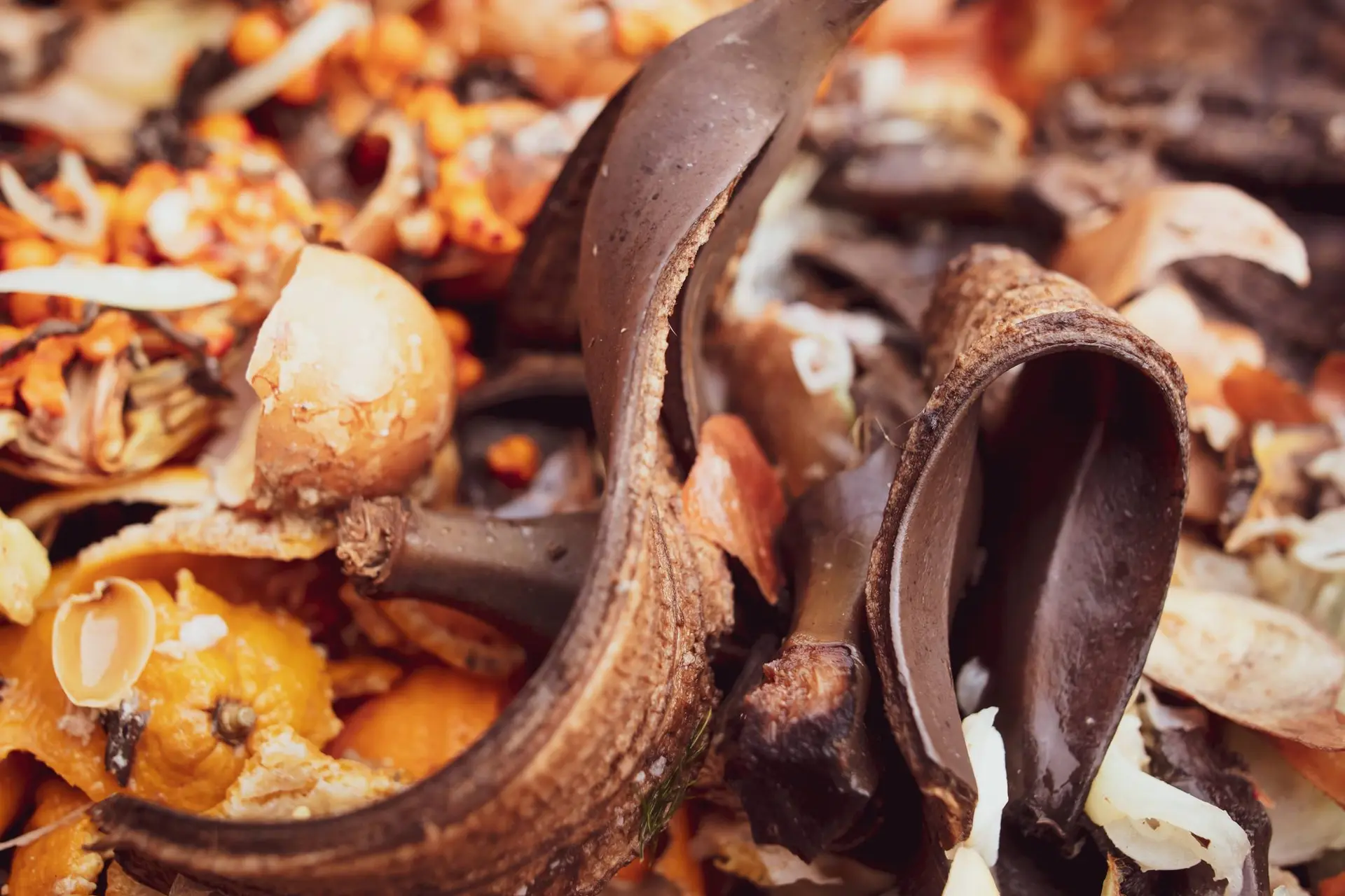 Waarom je een bananenschil en ander fruit niet weg moet gooien in de natuur