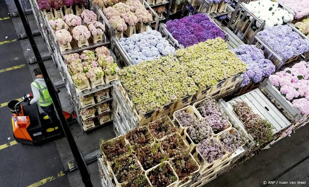 Iets minder bloemen via veiling verhandeld voor Moederdag