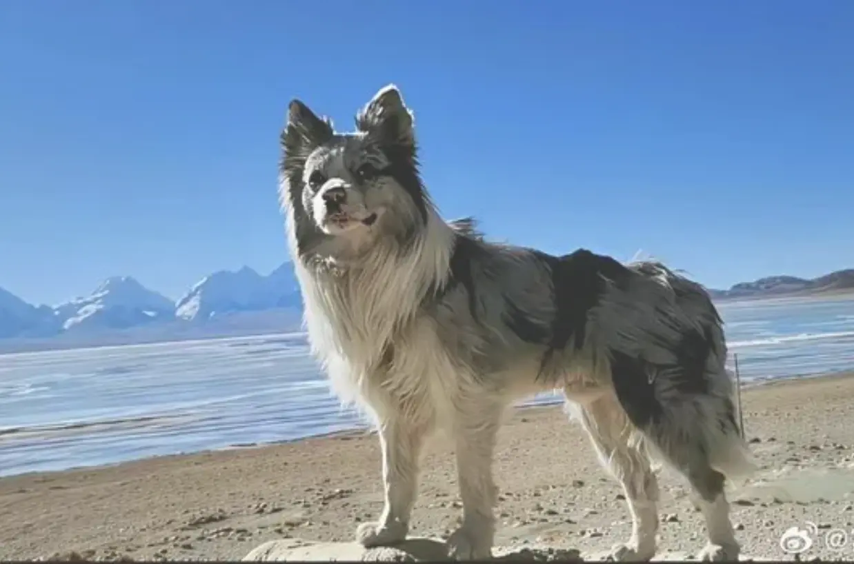 Beroemde Instagram-hond (1,2 miljoen volgers)Chutou opgegeten in Chinees restaurant