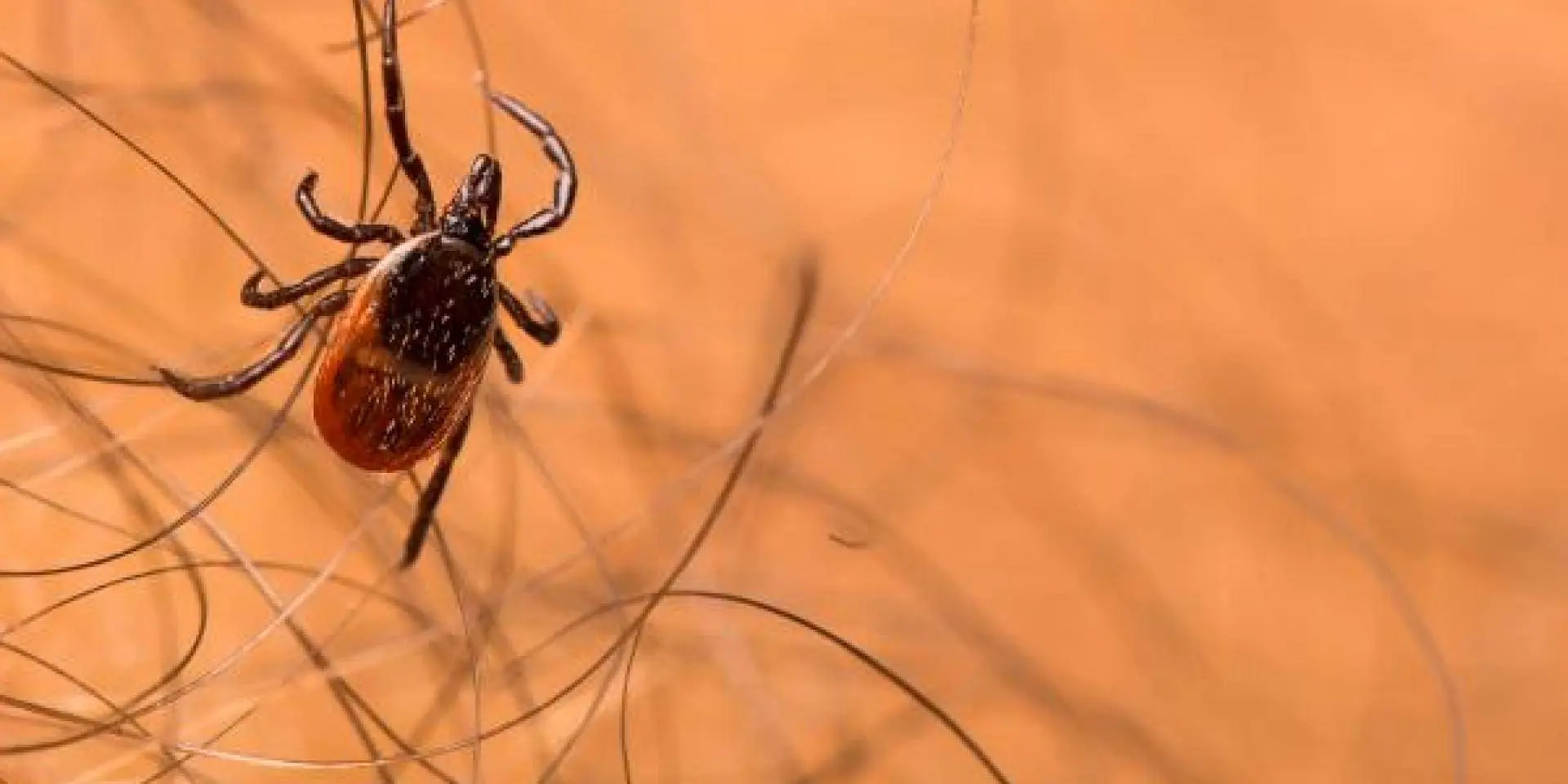 Teek met levensgevaarlijk TBE-virus gaat rond in Europa