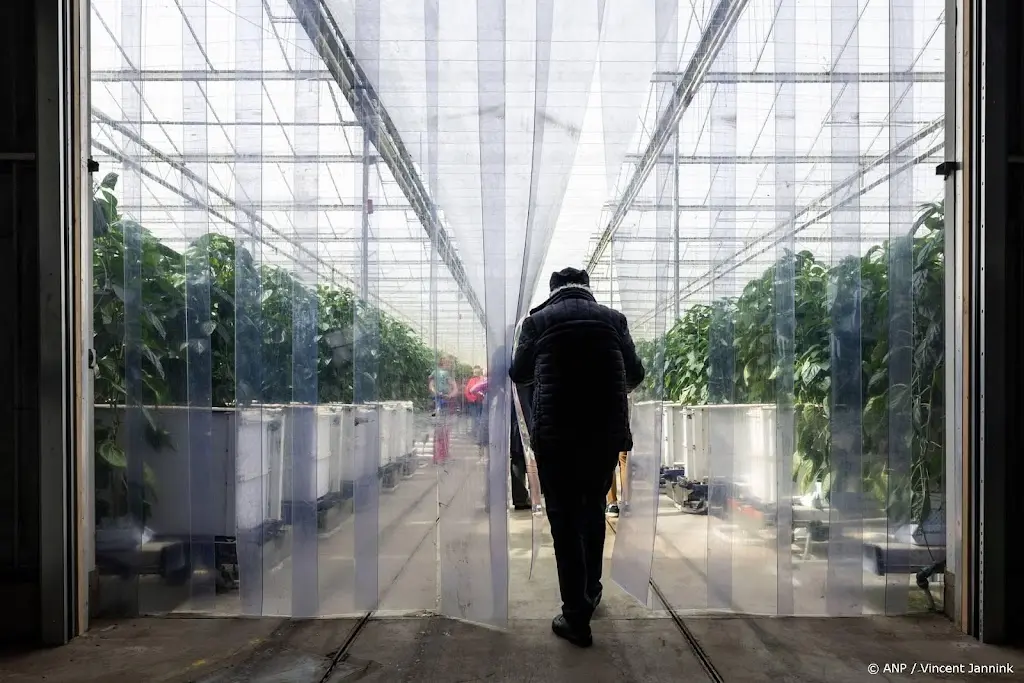 Onderzoekers: CO2-beprijzing maakt glastuinbouw verlieslatend