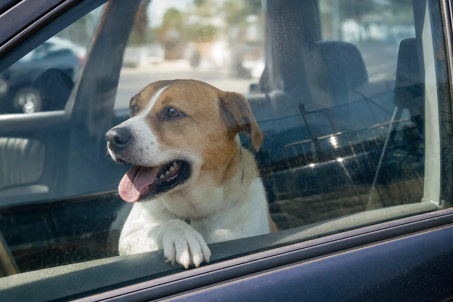 hijgende-hond-hete-auto