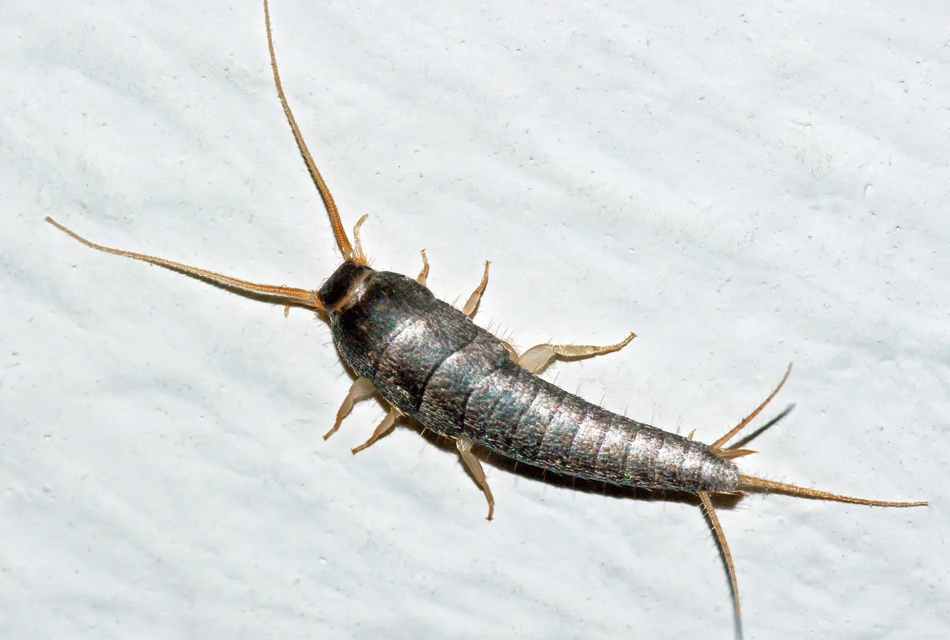 LepismaSaccharina