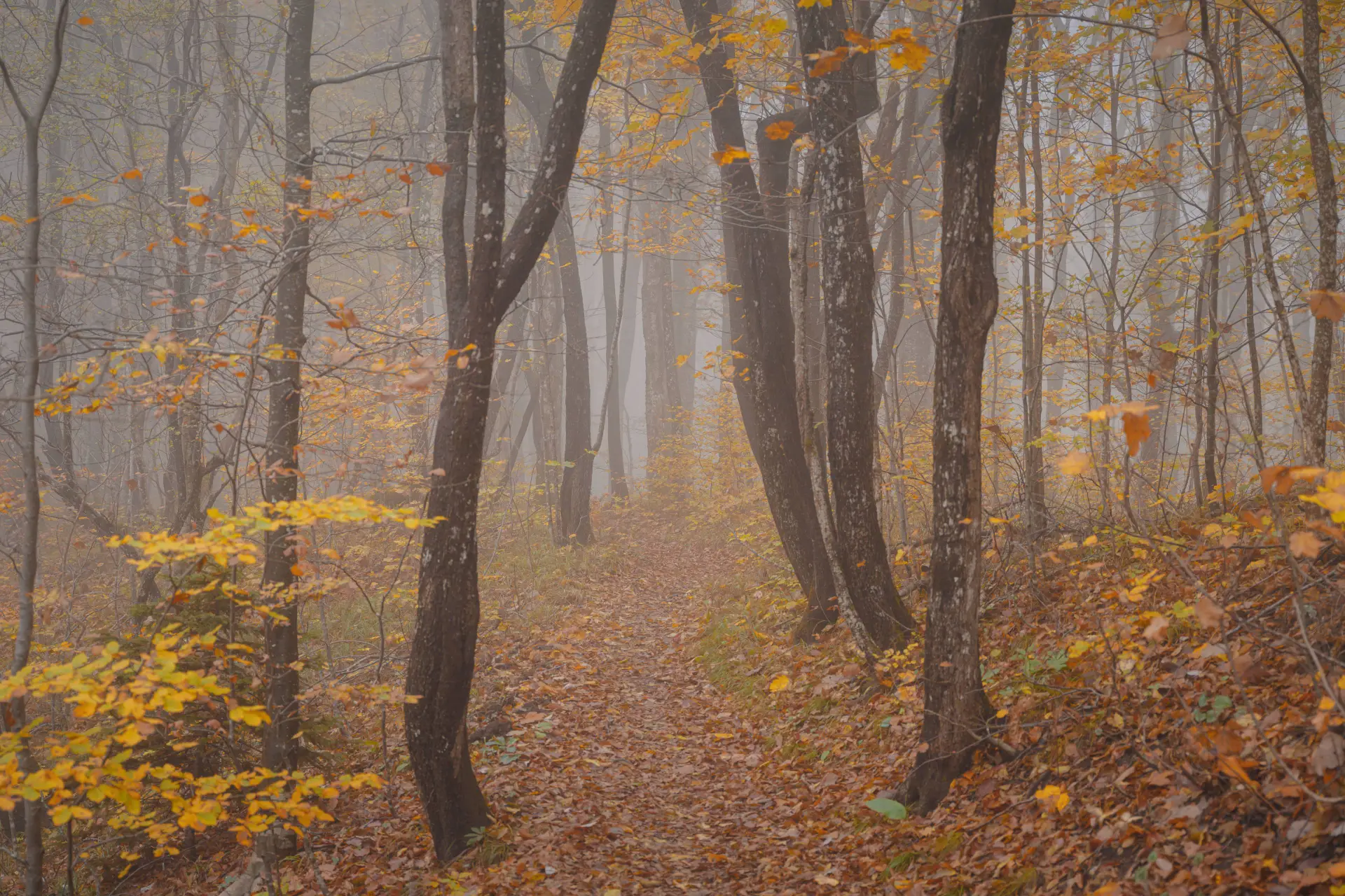shutterstock_2689588275