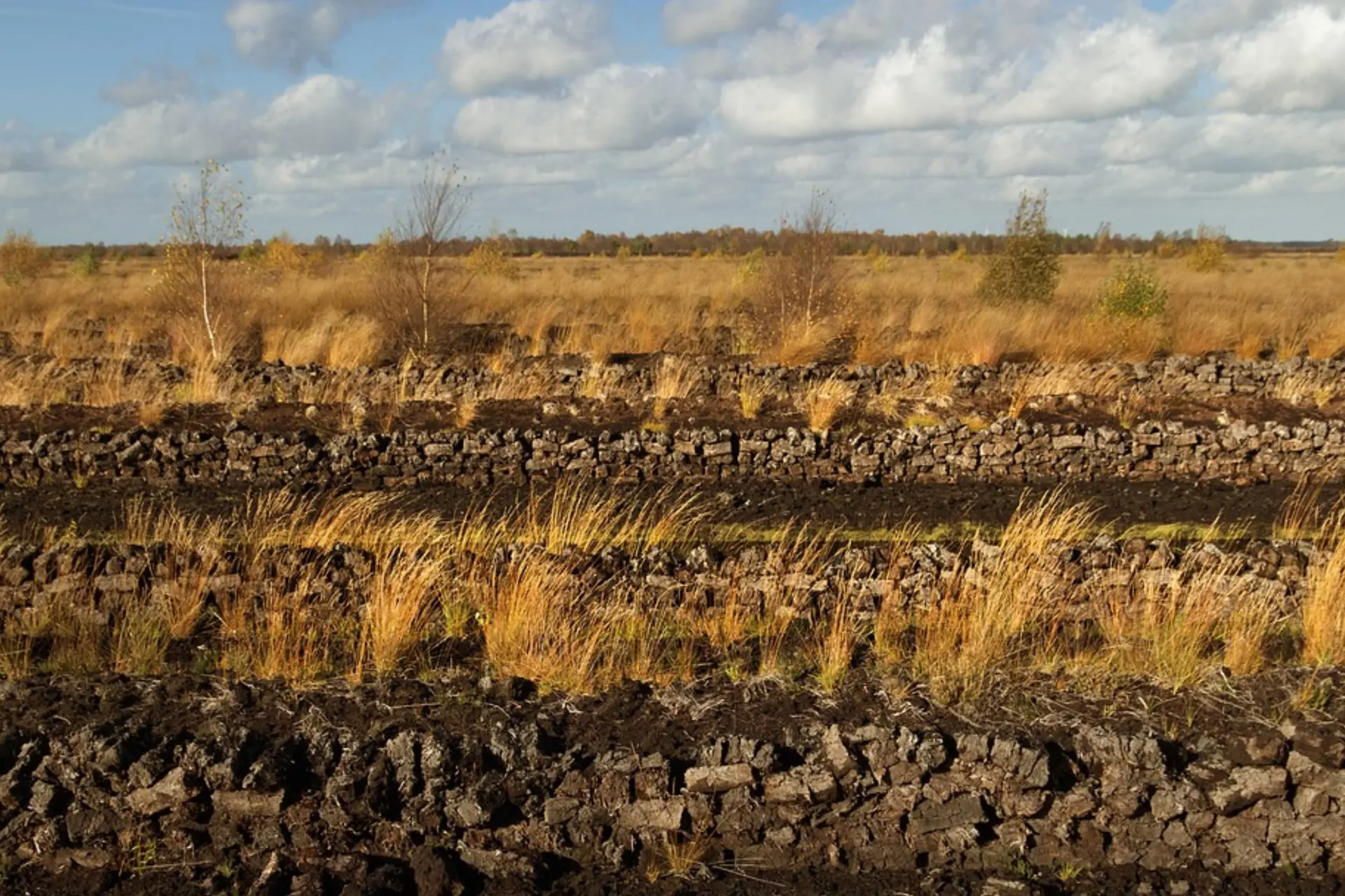 veenlandschap