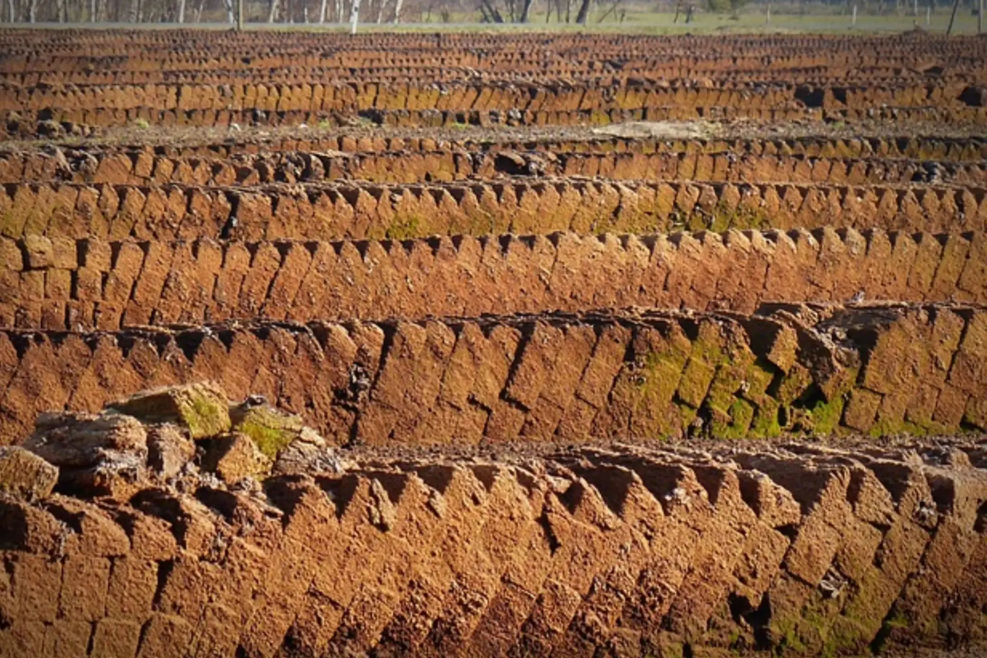 Een paar verschillende turfsoorten en hun impact op whisky