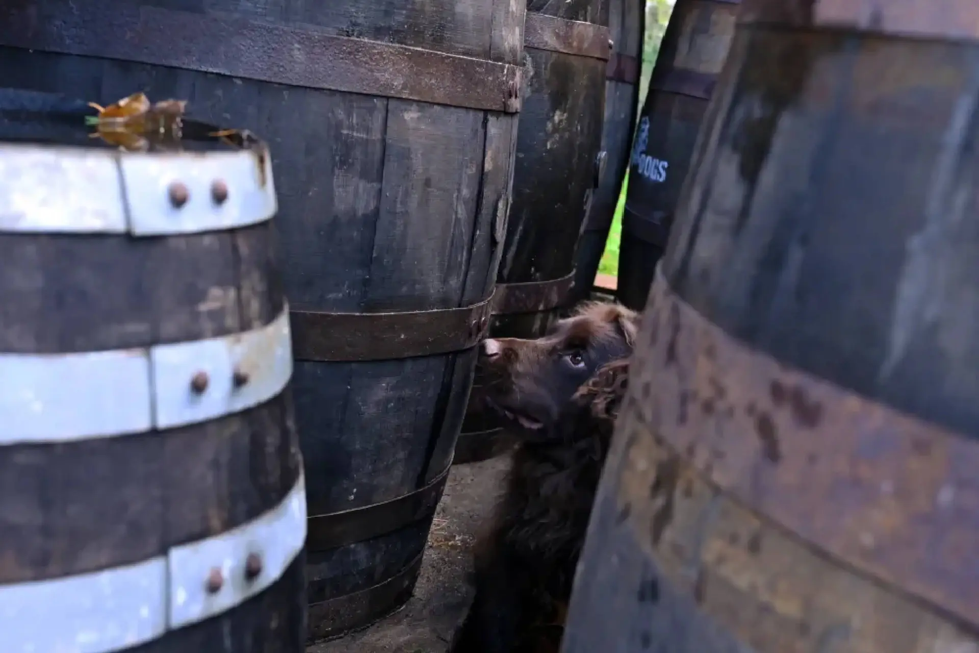 Rocco de cockerspaniel die whisky vaten inspecteert bij William Grant & Sons