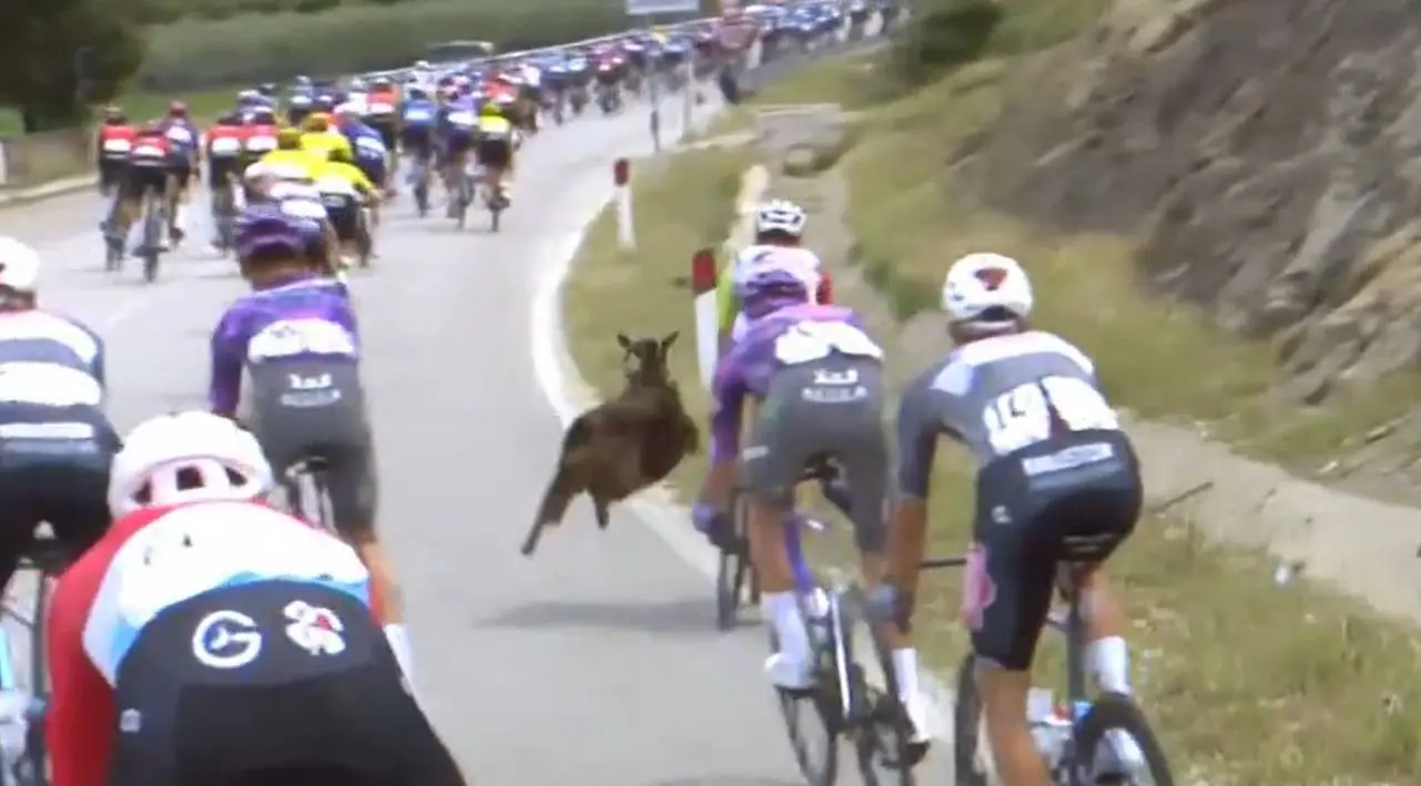 VIDEO: Chaos in Giro d’Italia: Geit veroorzaakt bijna valpartij in peloton