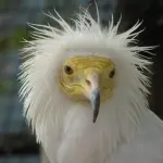 IedePeter