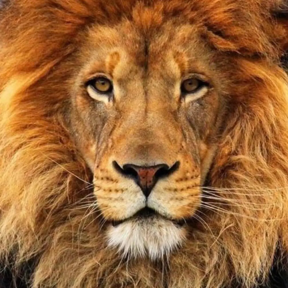 LeoPT
