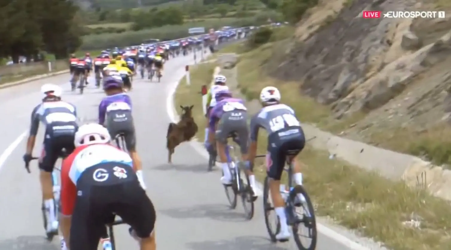 🎥 Goat causes chaos in the Giro peloton! Smith barely stays upright after collision