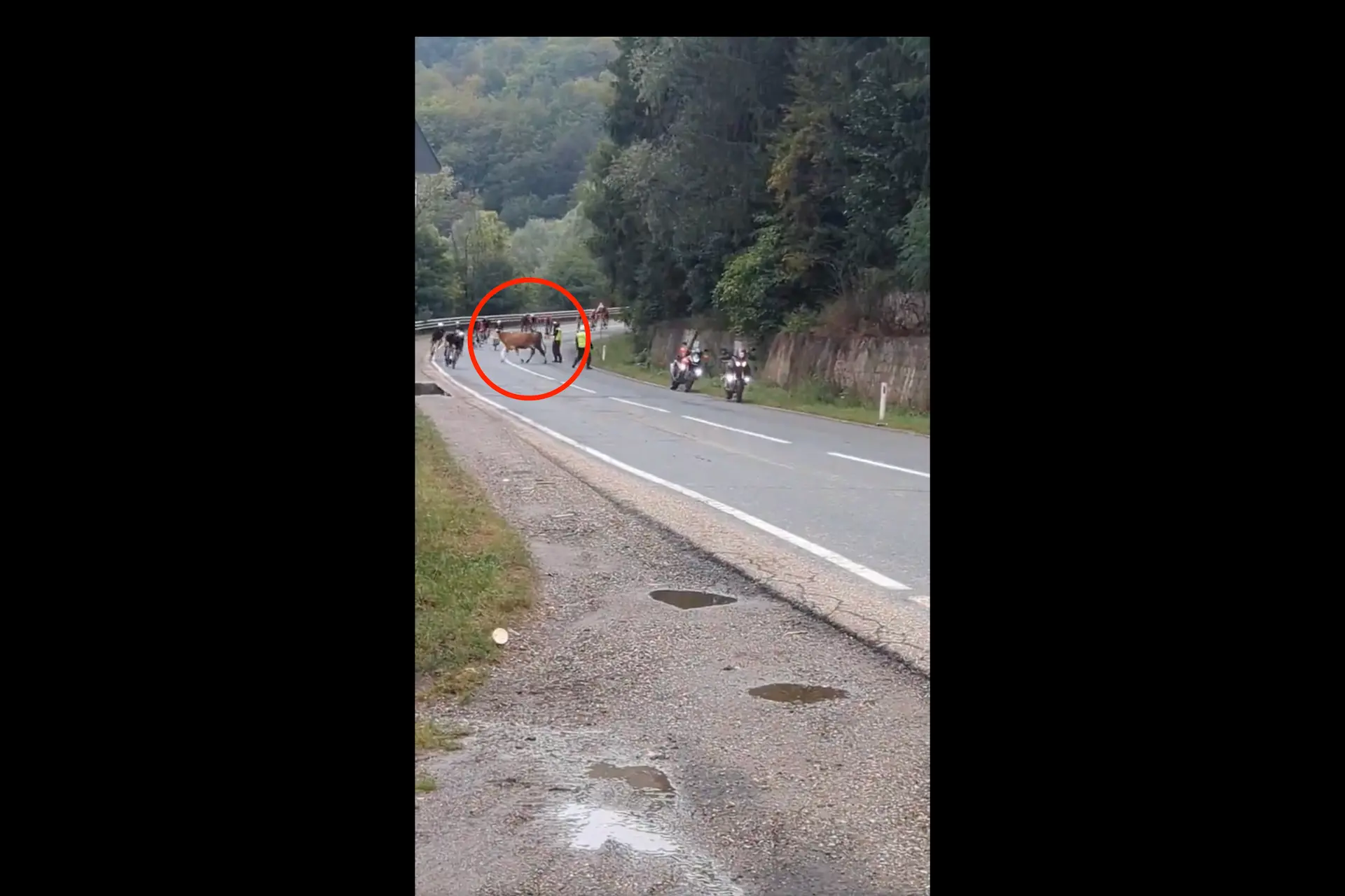 🎥 Riders hit the brakes in Romania, not for protest, but for a cow crossing the road