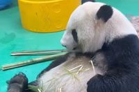 Wat je altijd al hebt willen zien: Een poepende panda