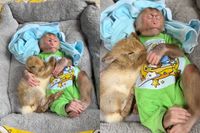 Awww, lieeeevvv: een aap en een konijn die samen knuffelen