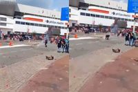 Beelden opgedoken waarop is te zien dat PSV-fan zelf cobra van de grond raapt en wordt gewaarschuwd