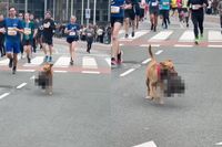 Hongerige hond eet een lekker stukje gevogelte tijdens marathon Den Haag