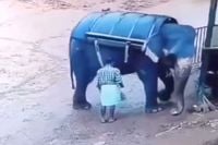 Boze olifant verplettert dierenverzorger nadat het dier met een stok is gepord