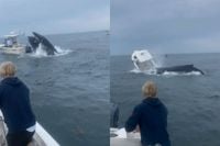 Walvis kapt na sprong boot omver in Portsmouth, New Hampshire
