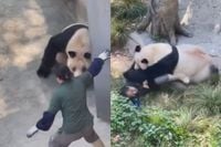 Panda DingDing had een beetje een rebelse dag in de Chongqing Zoo