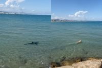 Spannend moment voor baasje: Hond en haai zwemmen samen in het Spaanse Alicante