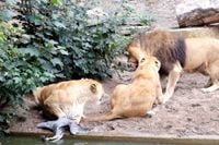 Video van leeuwen die reiger opjagen in Artis gaat weer rond