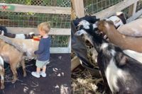 Let een beetje op met wat je zegt tijdens een bezoek aan de kinderboerderij