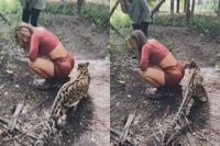 Luipaard neemt een hapje van wat lekkers