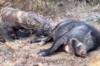 Komodovaraan heeft absoluut geen zin om te wachten totdat het wilde zwijn dood is