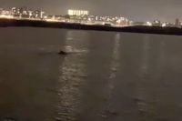 Vissâhs weite ut zeikâh: spotten heuse walvis bij de pier in Scheveningen